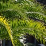 niedziela-palmowa-palma-saletynów