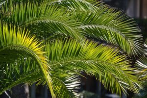 niedziela-palmowa-palma-saletynów