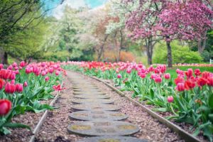 ścieżka-tulipany-saletyni-olsztyn