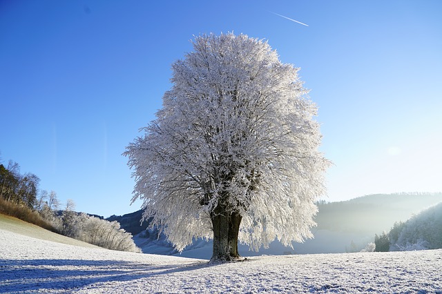 drzewo-zima-saletyni-olsztyn