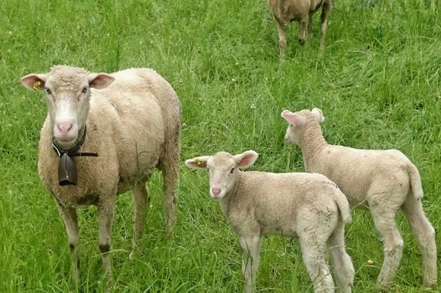 niedziela-dobrego-pasterza-owieczki